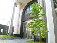 ラピスの画像１